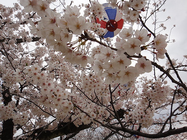 DSC00684.jpg DSC00684.jpg