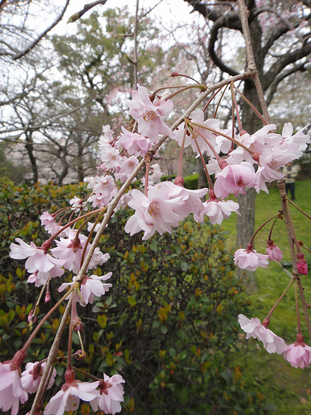 DSC00775.jpg DSC00775.jpg