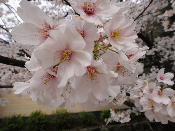 DSC00481.jpg DSC00481.jpg