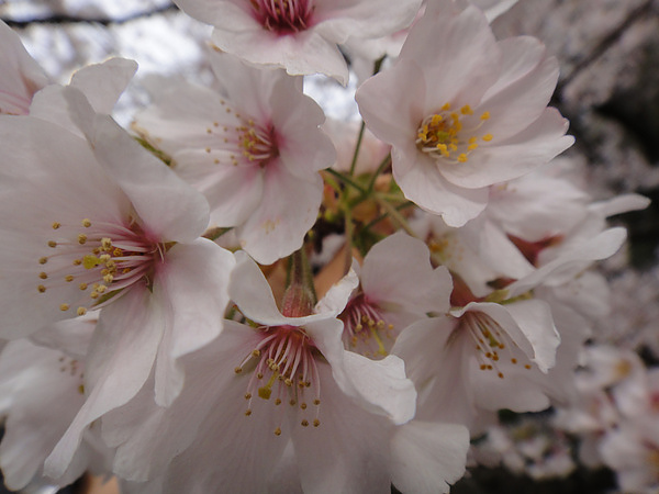 DSC00484.jpg DSC00484.jpg