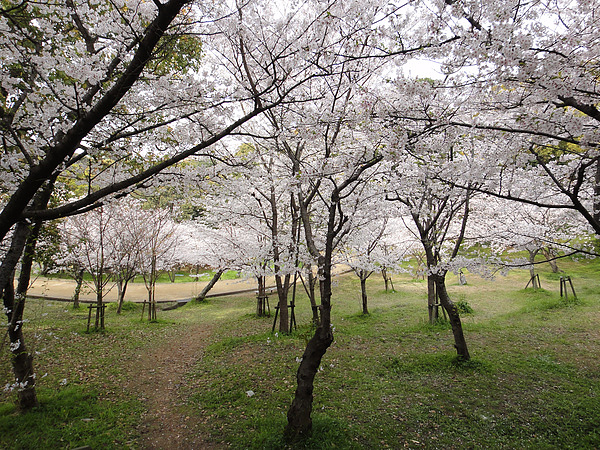 DSC00502.jpg DSC00502.jpg