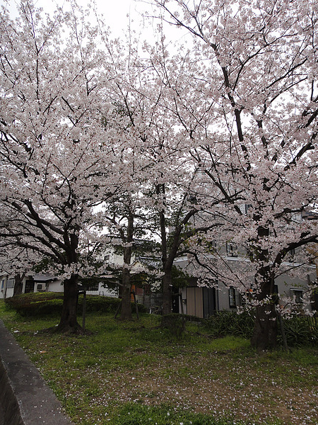 DSC00390.jpg DSC00390.jpg