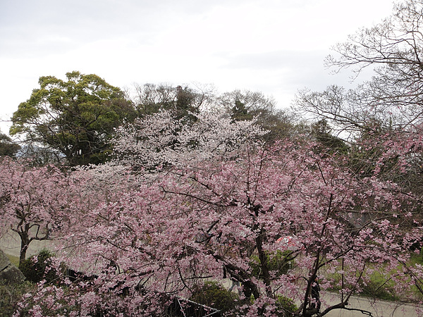 DSC00785.jpg DSC00785.jpg