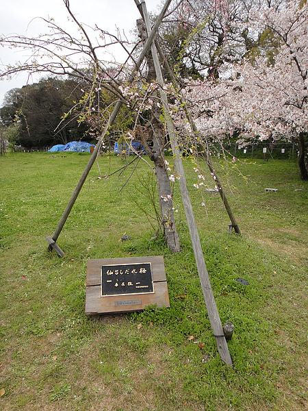 DSC00691.jpg DSC00691.jpg