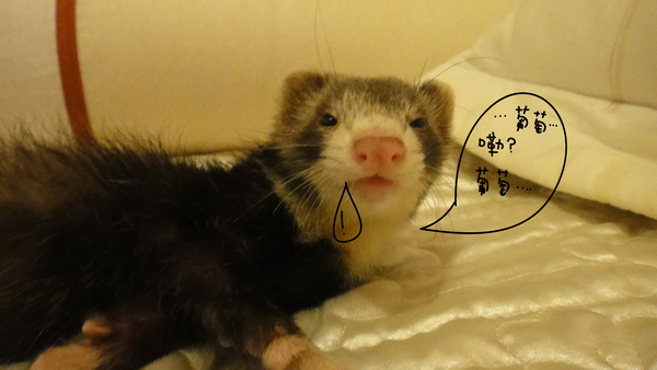 415455556.jpg 415455556.jpg