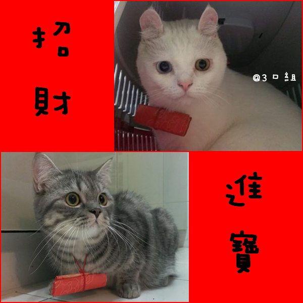 招財進寶 招財進寶