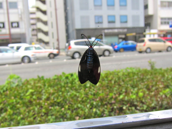 IMG_4831.jpg IMG_4831.jpg