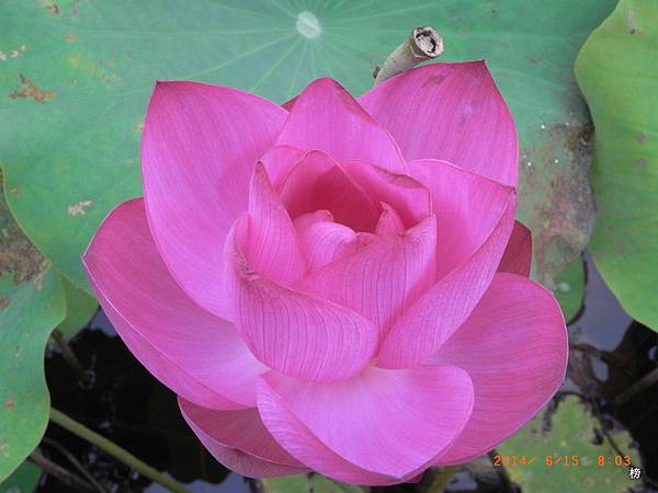 荷顏悅色~賞荷快樂行