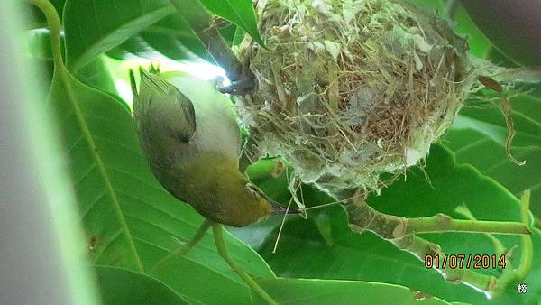 觀音賞荷1030622 517