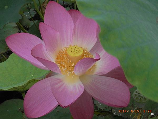賞荷花樂無窮~荷顏悅色小而美