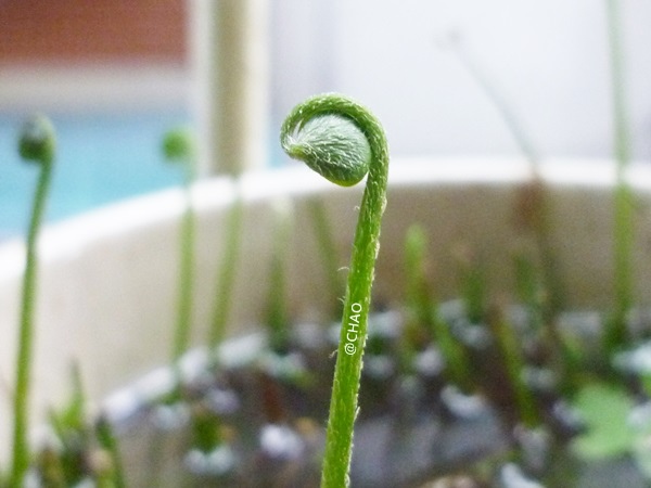 20140227植物毛小孩 20140227植物毛小孩