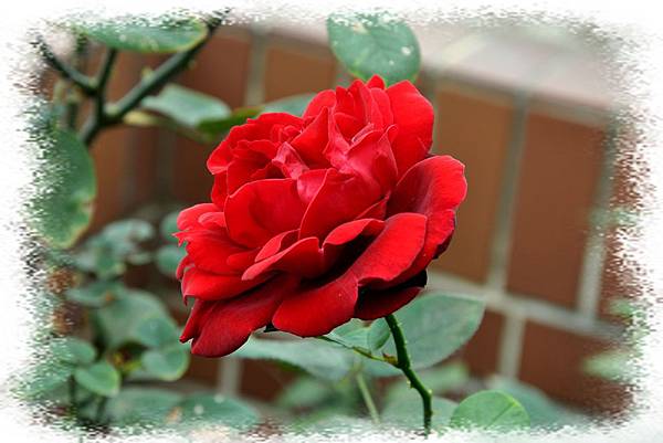 2014.04.13 Lily 的後花園 - 玫瑰花