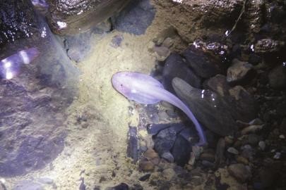 天子特區9 (17) 天子特區9 (17)