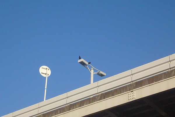 看到烏鴉...就有到了日本的FU