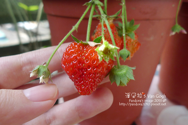 2013.03.22-小草莓n17 2013.03.22-小草莓n17