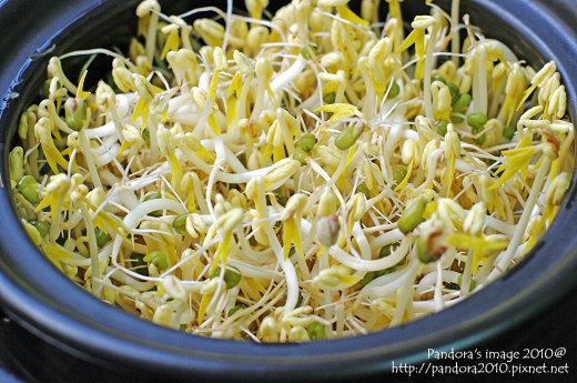 孵豆芽 孵豆芽