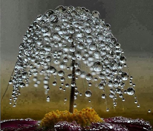 Miniature Dewdrop Tree_