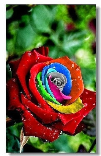 flower041_20130929_kent cheng