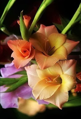 flower084_20131107_Ey&uuml;p Yemen