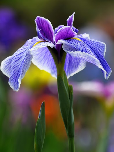 flower082_20131107_Georgios Pasxalidis