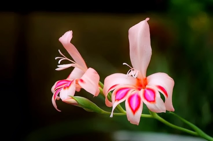 flower083_20131108_anu sri