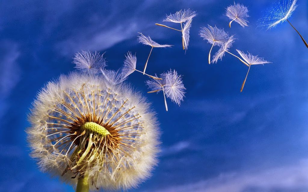 flying-dandelion-seed-free-desktop-wallpaper-1920x1200 flying-dandelion-seed-free-desktop-wallpaper-1920x1200
