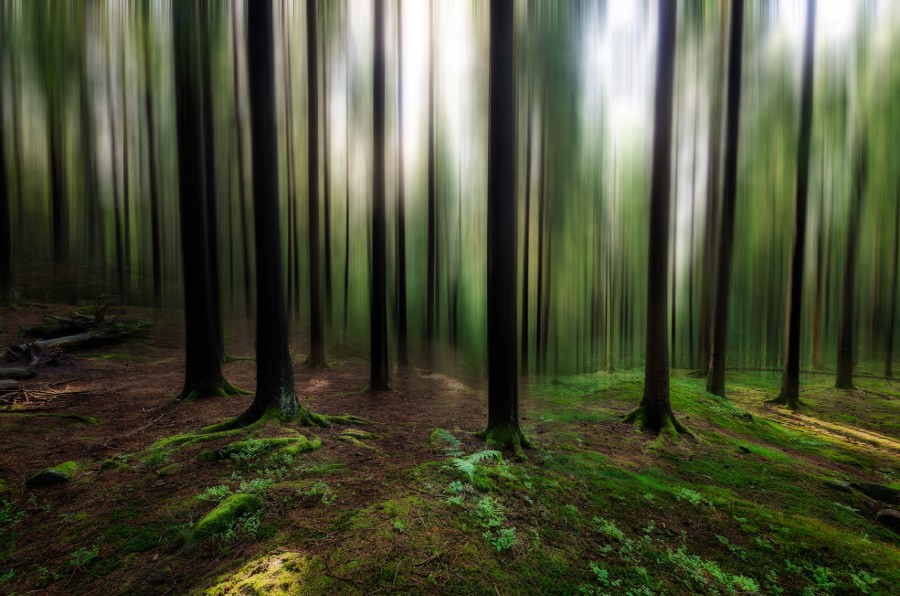 林間光影2014-0049