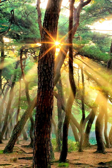 林間光影2014-0051