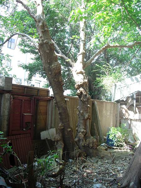 2013有板根的構樹