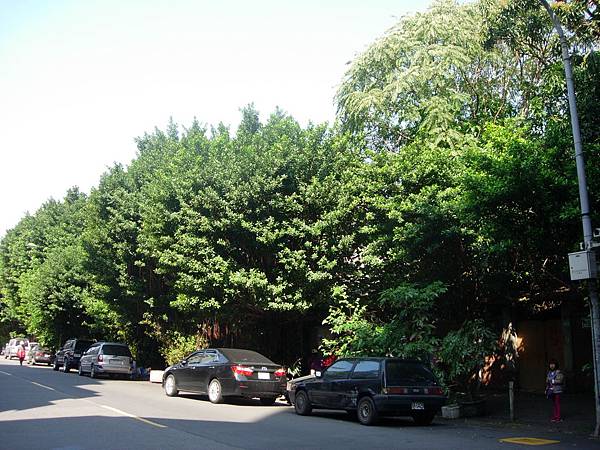 2013金華街榕樹香椿 2013金華街榕樹香椿