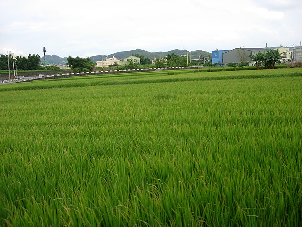 受友達污染之虞的后里農田