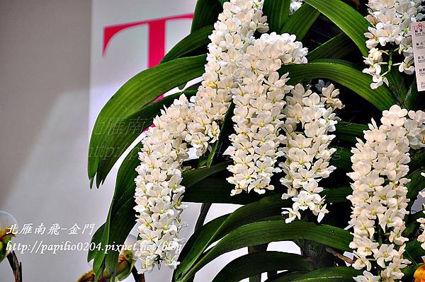 競艷館-全場總冠軍/花名 Rhy. gigantea 'Mei Chun' 競艷館-全場總冠軍/花名 Rhy. gigantea 'Mei Chun'