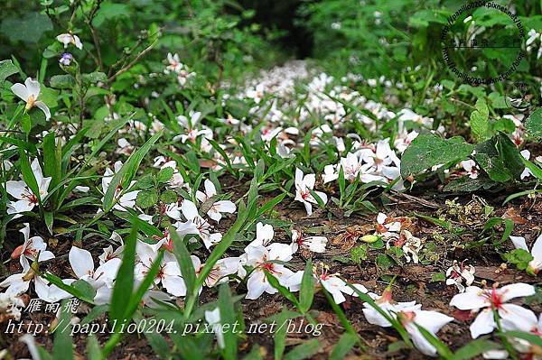DSC_0200 DSC_0200
