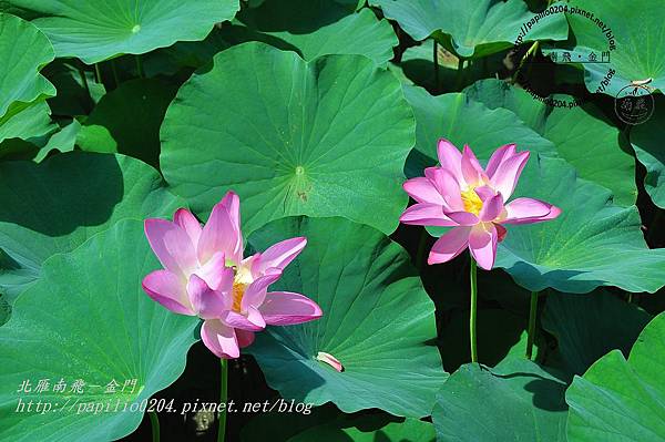 DSC_0858 DSC_0858
