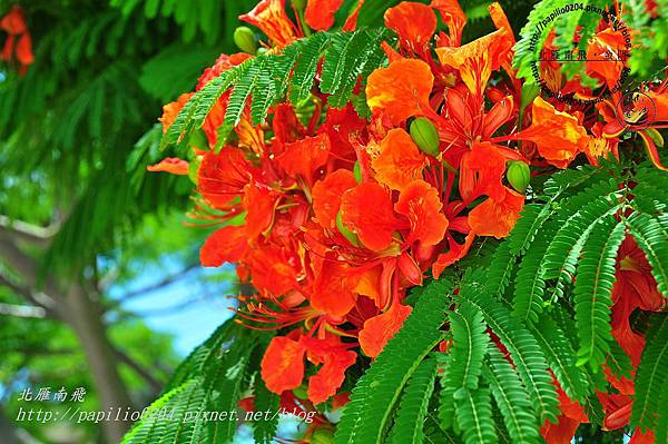 DSC_0953 DSC_0953
