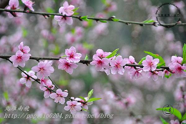 DSC_0161 DSC_0161