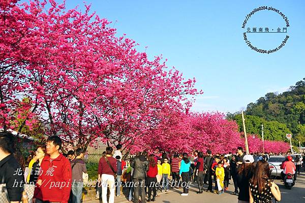 泰安派出所櫻花-1 泰安派出所櫻花-1