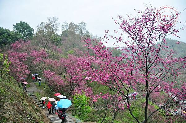 10 2014大坑濁水巷櫻花林.JPG 10 2014大坑濁水巷櫻花林.JPG
