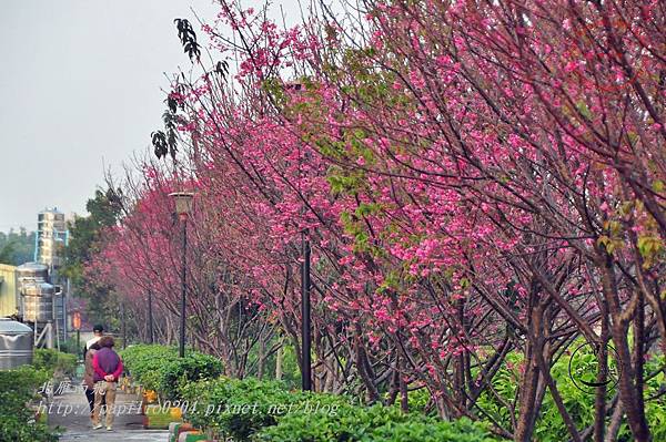 08 台中南門溪旁南門環保公園櫻花步道.JPG 08 台中南門溪旁南門環保公園櫻花步道.JPG