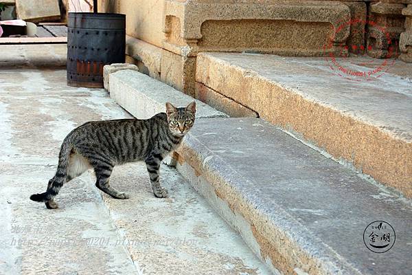 16料羅吳氏古厝前的貓咪 16料羅吳氏古厝前的貓咪