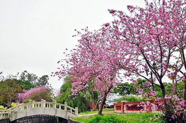 24金門瓊林南洋櫻花(羊蹄甲)花道.JPG 24金門瓊林南洋櫻花(羊蹄甲)花道.JPG