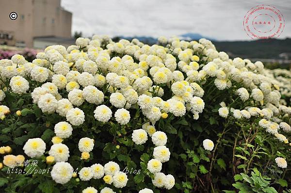 2014苗栗銅鑼杭菊芋頭節—菊祥如芋 