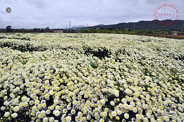 2014苗栗銅鑼杭菊芋頭節—菊祥如芋 