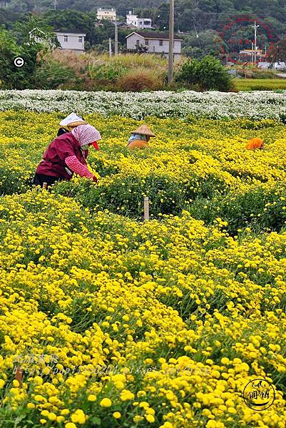 2014苗栗銅鑼杭菊芋頭節—菊祥如芋 