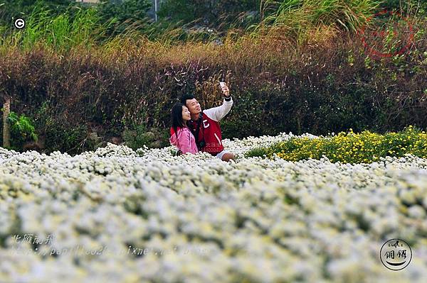 2014苗栗銅鑼杭菊芋頭節—菊祥如芋 