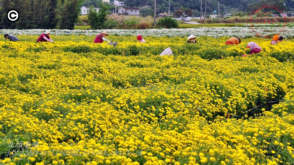 2014苗栗銅鑼杭菊芋頭節—菊祥如芋 刊頭 2014苗栗銅鑼杭菊芋頭節—菊祥如芋 刊頭