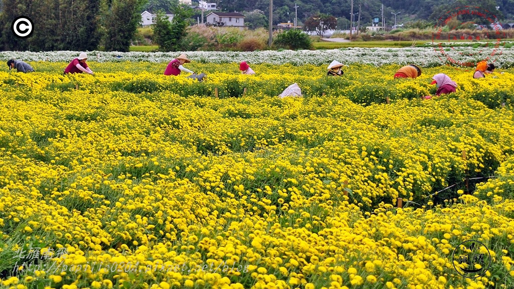 2014苗栗銅鑼杭菊芋頭節—菊祥如芋 刊頭