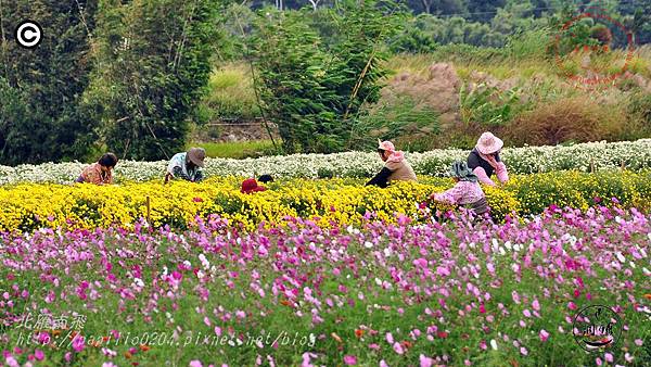 2014苗栗銅鑼杭菊芋頭節—菊祥如芋  刊頭