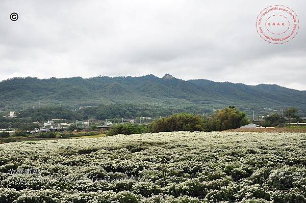 2014苗栗銅鑼杭菊芋頭節—菊祥如芋 