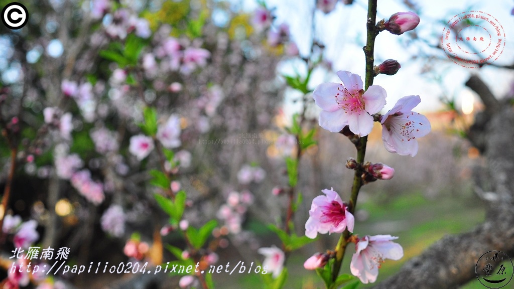 公老坪桃花 2015.02.01 公老坪桃花 2015.02.01
